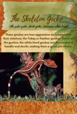 GECKO- SKELETON- (SKUNK, WHITE-LINED, PALM) #3- CB IN STORE- 10-17-24