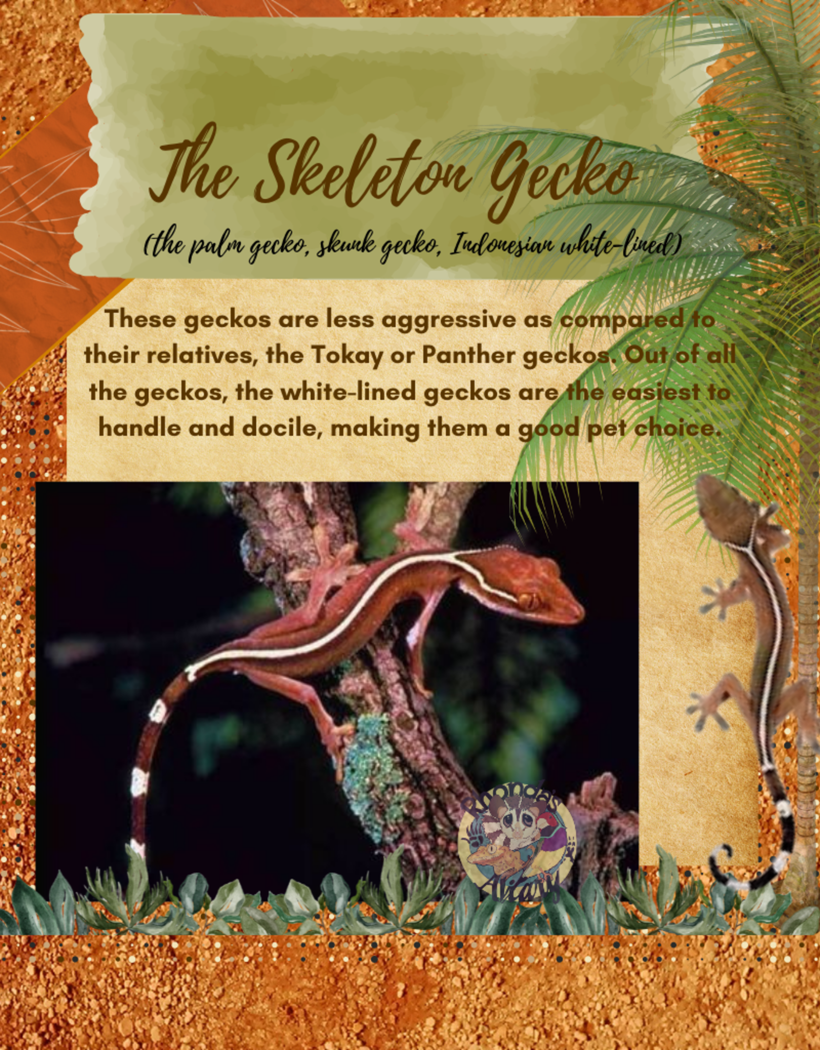 GECKO- SKELETON- (SKUNK, WHITE-LINED, PALM) #3- CB IN STORE- 10-17-24