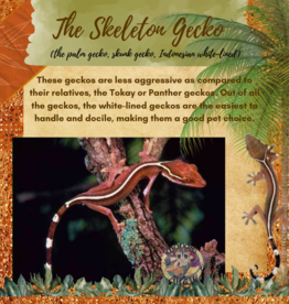 GECKO- SKELETON- (SKUNK, WHITE-LINED, PALM) #3- CB IN STORE- 10-17-24