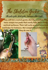 GECKO- SKELETON- (SKUNK, WHITE-LINED, PALM) #3- CB IN STORE- 10-17-24