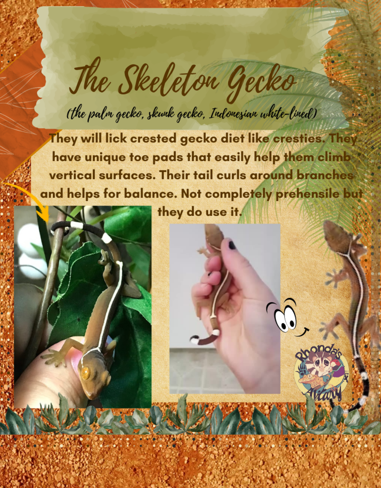 GECKO- SKELETON- (SKUNK, WHITE-LINED, PALM) #3- CB IN STORE- 10-17-24