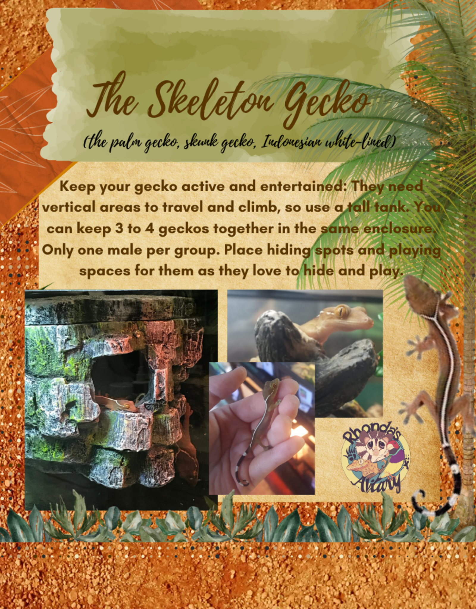 GECKO- SKELETON- (SKUNK, WHITE-LINED, PALM) #3- CB IN STORE- 10-17-24