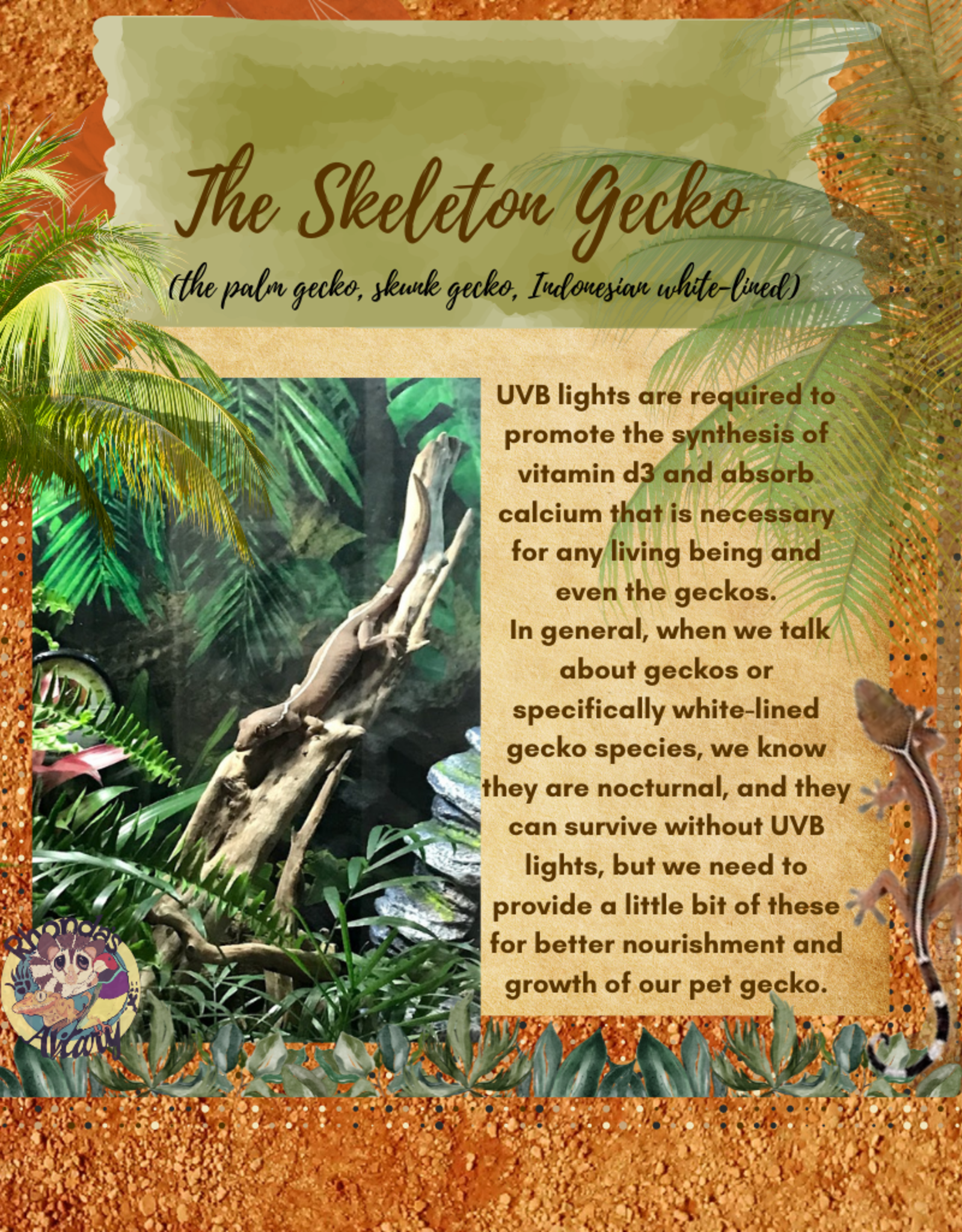 GECKO- SKELETON- (SKUNK, WHITE-LINED, PALM) #3- CB IN STORE- 10-17-24