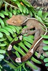 GECKO- SKELETON- (SKUNK, WHITE-LINED, PALM) #3- CB IN STORE- 10-17-24