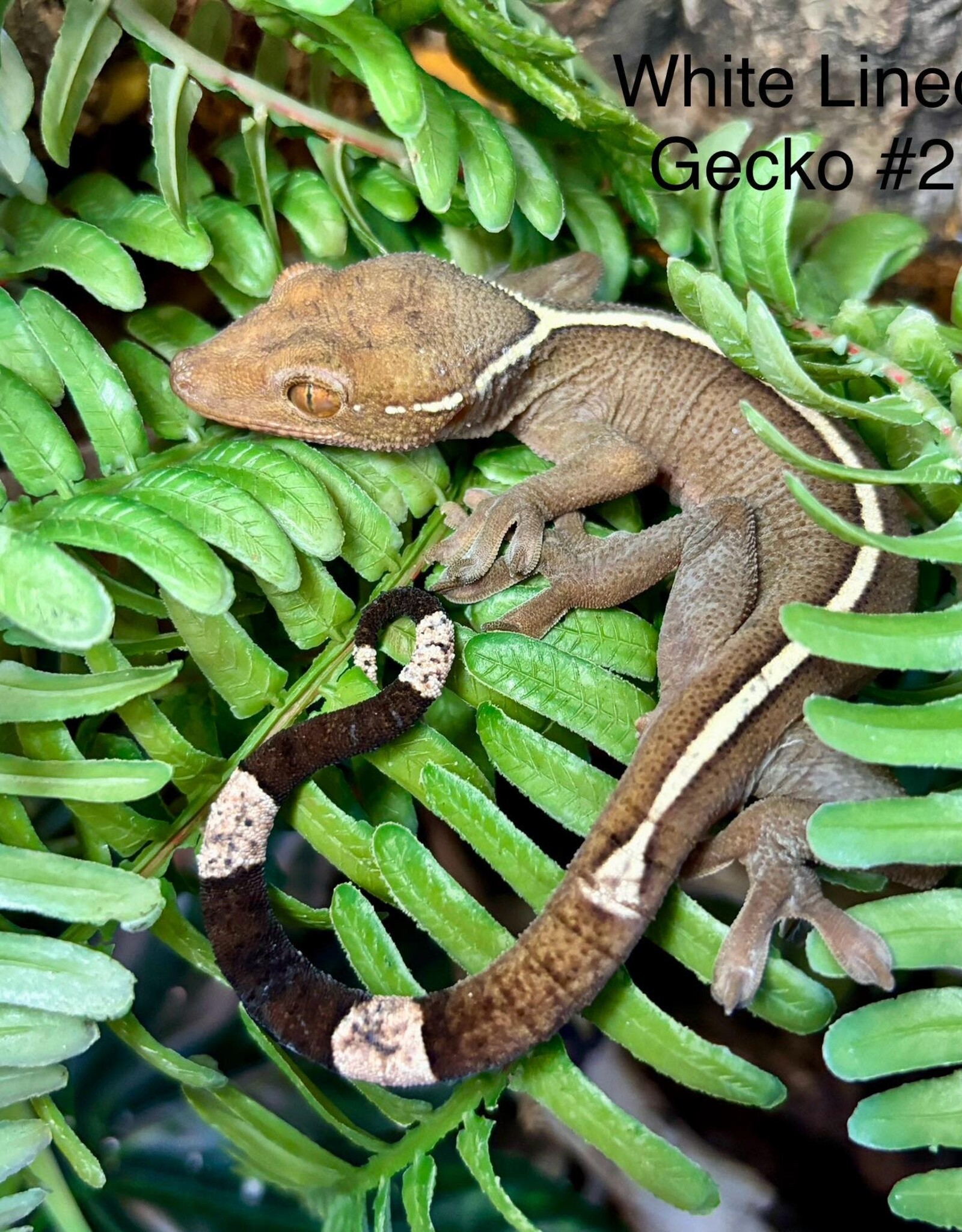 GECKO- SKELETON- (SKUNK, WHITE-LINED, PALM) #3- CB IN STORE- 10-17-24