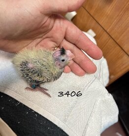 RAFL 3406 / HATCH 10-19-24- PEARL- COCKATIEL- 11-15-24
