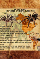 TARANTULA- COSTA RICAN STRIPE KNEE (ZEBRA)#2-	APHONOPELMA SEEMANN- 1/2 INCH- CB- 11-27-24
