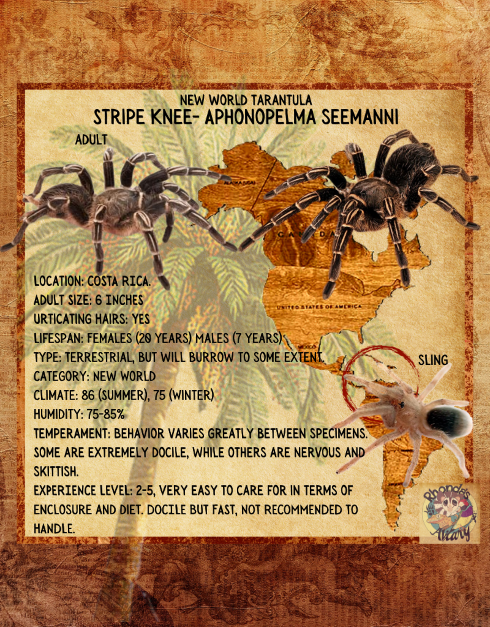 TARANTULA- COSTA RICAN STRIPE KNEE (ZEBRA)#2-	APHONOPELMA SEEMANN- 1/2 INCH- CB- 11-27-24