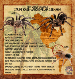 TARANTULA- COSTA RICAN STRIPE KNEE (ZEBRA)#2-	APHONOPELMA SEEMANN- 1/2 INCH- CB- 11-27-24