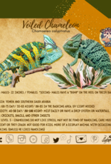 VEILED CHAMELEON-Chamaeleo calyptratus- #2- 9-11 INCHES- 11-27-24