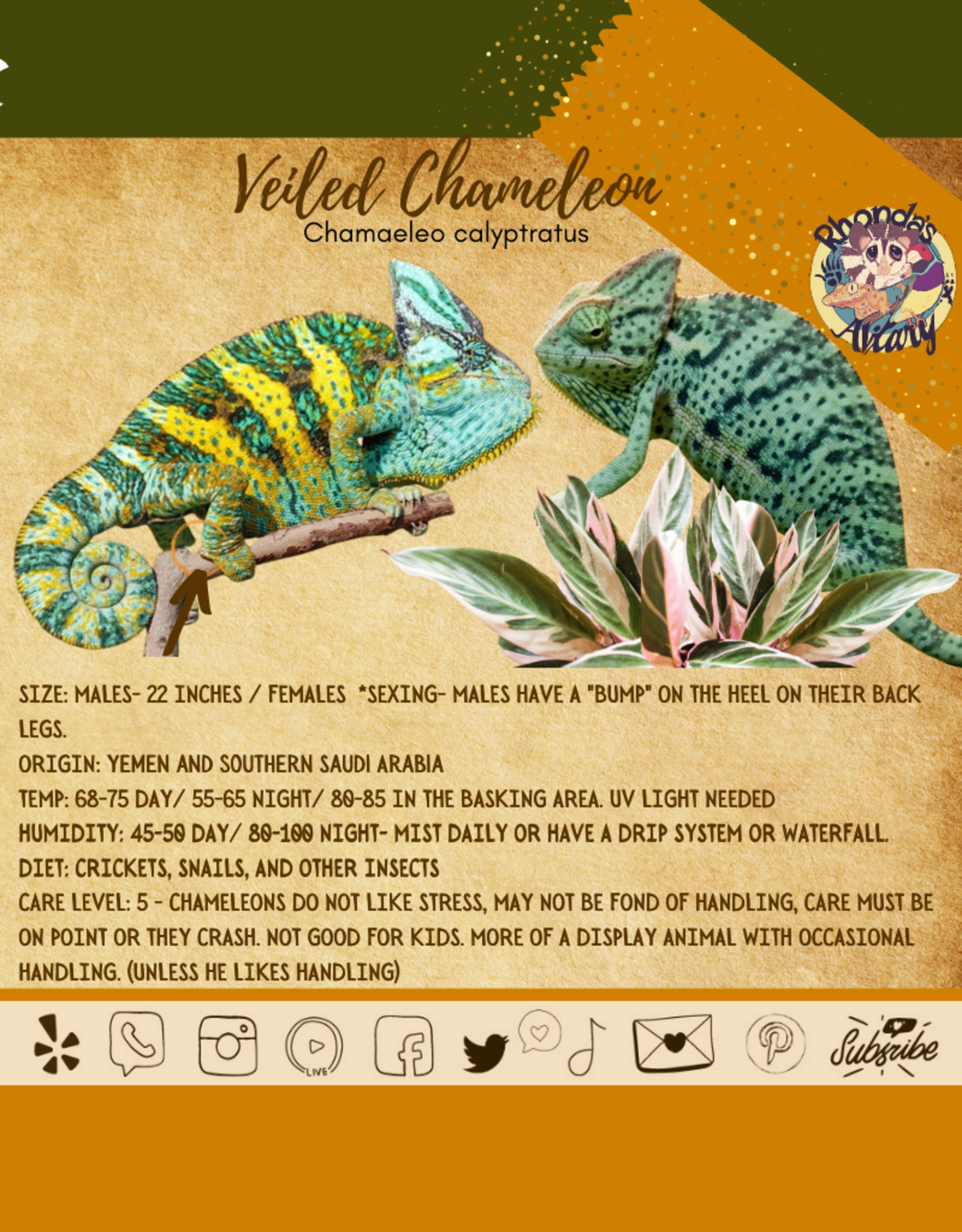 VEILED CHAMELEON-Chamaeleo calyptratus- #2- 9-11 INCHES- 11-27-24