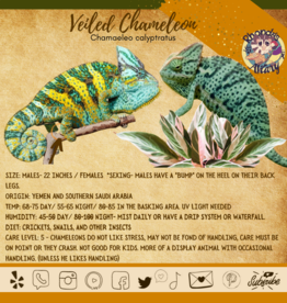 VEILED CHAMELEON-Chamaeleo calyptratus- #2- 9-11 INCHES- 11-27-24