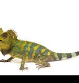 FOREST CHAMELEON (ANGLEHEAD LIZARD)- Gonocephalus chamaeleontinus- 14 INCHES- 11-27-24* MALE
