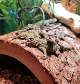 LIZARD EMERALD SWIFT #1- Sceloporus malachiticus- 3 INCH BABY 	CB	11-23-24