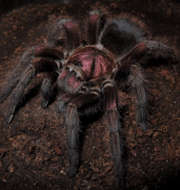 TARANTULA- RED ISLAND BIRD EATER-Phormictopus atrichomatus  .5-1 INCH	CB- 12-04-24