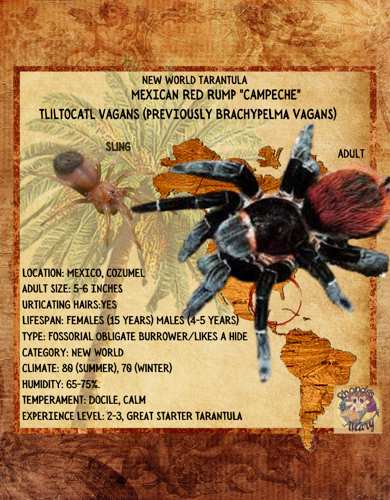 TARANTULA- MEXICAN RED RUMP #1-