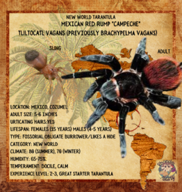 TARANTULA- MEXICAN RED RUMP  #2- "campeche"- Tliltocatl vagans- 1/2 INCH- CB- 12-04-24