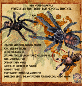 TARANTULA- VENEZUELAN SUN TIGER #1- PSALMOPOEUS IRMINIA- .5 INCH SLING-CB- 12-04-24