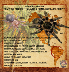 TARANTULA- CHACO GOLDEN KNEE- GRAMMOSTOLA PULCHRIPES  .5 SLING- CB-12-04-24