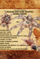 TRANTULA- BRAZILIAN GIANT BLONDE #2- nhandu tripelli- 1 INCH (THEY GET 7 INCHES) CB- 12-04-24