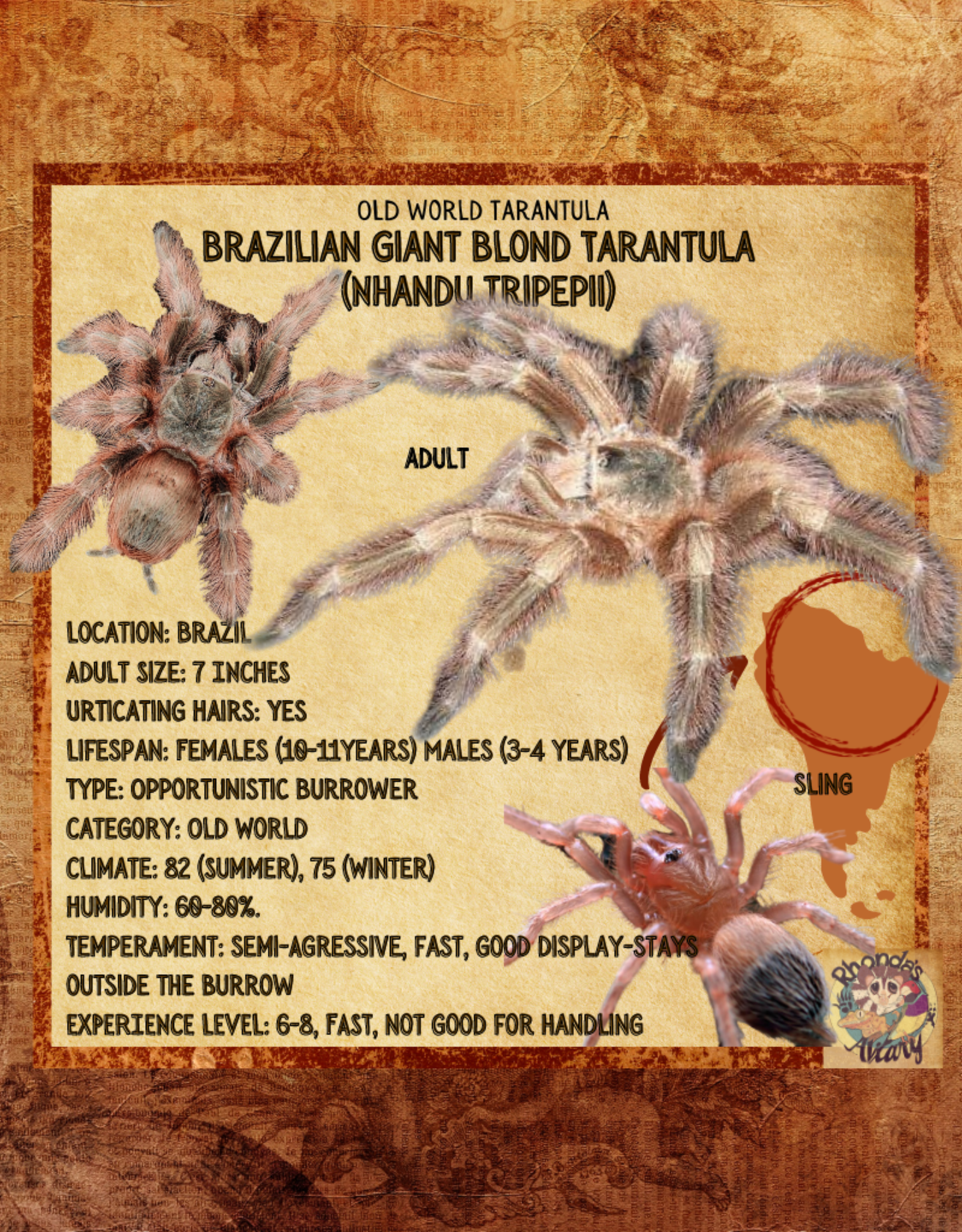 TRANTULA- BRAZILIAN GIANT BLONDE #2- nhandu tripelli- 1 INCH (THEY GET 7 INCHES) CB- 12-04-24