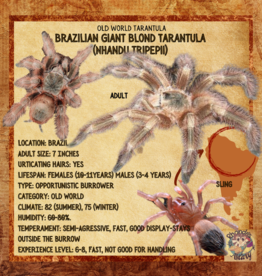 TRANTULA- BRAZILIAN GIANT BLONDE #2- nhandu tripelli- 1 INCH (THEY GET 7 INCHES) CB- 12-04-24