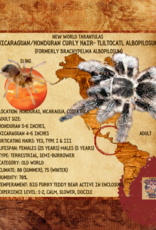 TARANTULA- CURLY HAIR #15- TLITOCATL ALBOPILOSUS- 1/2 INCH- CB- 12-20-24