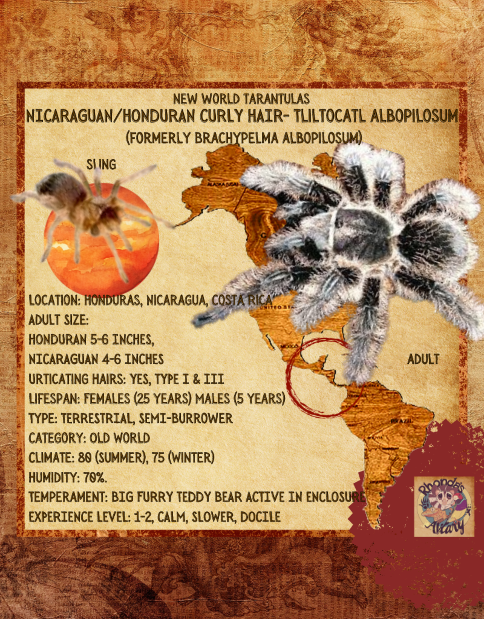 TARANTULA- CURLY HAIR #15- TLITOCATL ALBOPILOSUS- 1/2 INCH- CB- 12-20-24