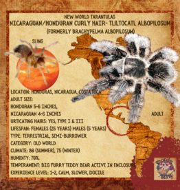 TARANTULA- CURLY HAIR #15- TLITOCATL ALBOPILOSUS- 1/2 INCH- CB- 12-20-24