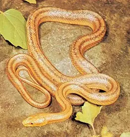 SNAKE-RAT SNAKE- YELLOW- Pantherophis guttatus- 11-14 INCH	CB	12-24-24