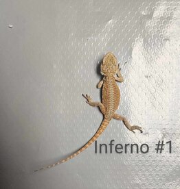 BEARDED DRAGON- INFERNO #1- 4-5 INCHES- 12-24-24