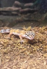 LEOPARD GECKO- 6 MONTHS- 1-12-25