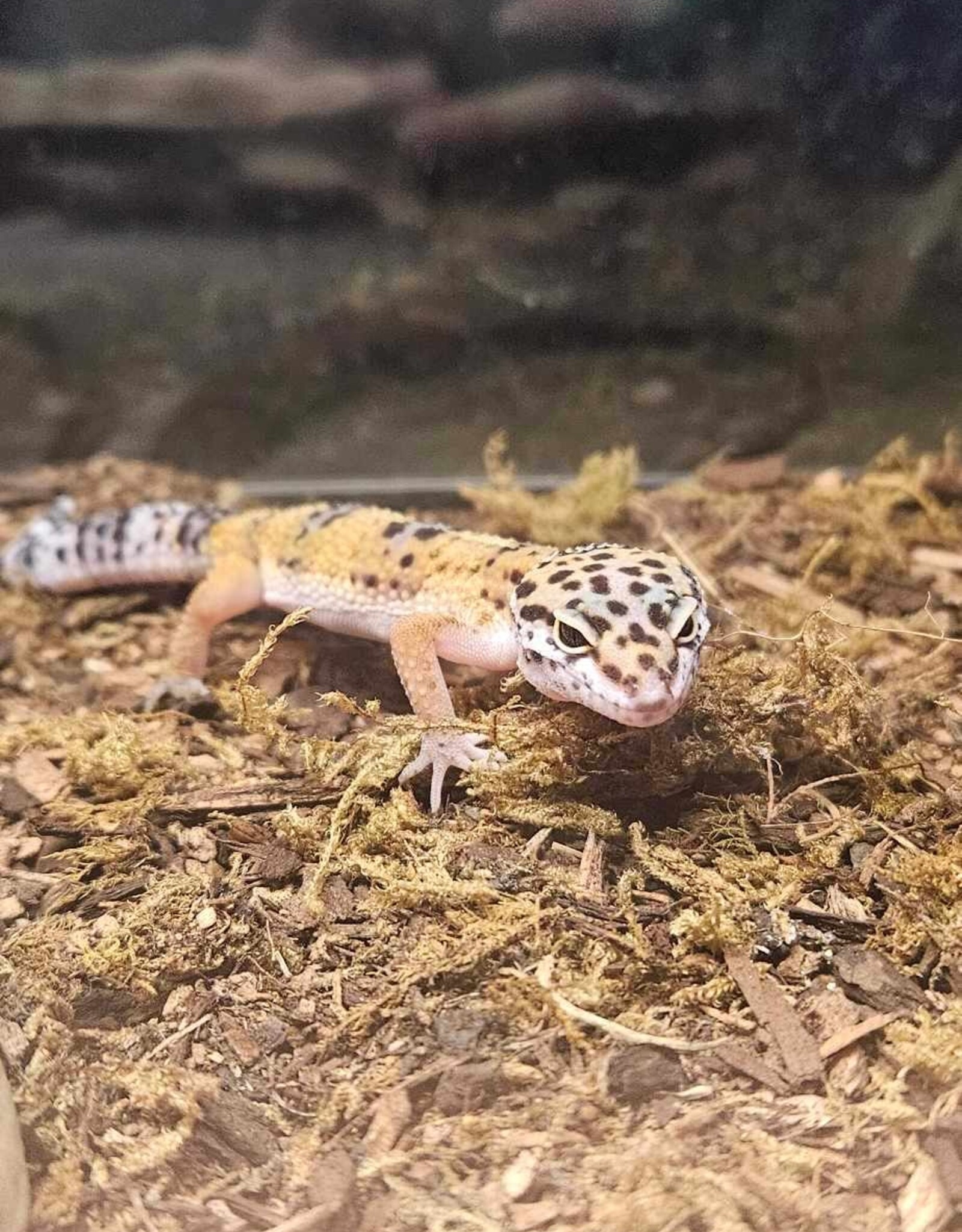 LEOPARD GECKO- 6 MONTHS- 1-12-25