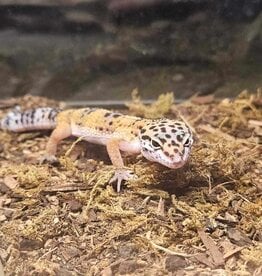 LEOPARD GECKO- 6 MONTHS- 1-12-25
