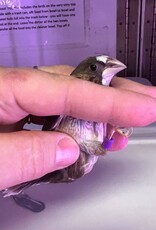 PURPLE BAND RIGHT LEG / HATCH 11-26-24- PIED- FINCH- SOCIETY- 1-26-24	CAGE #25