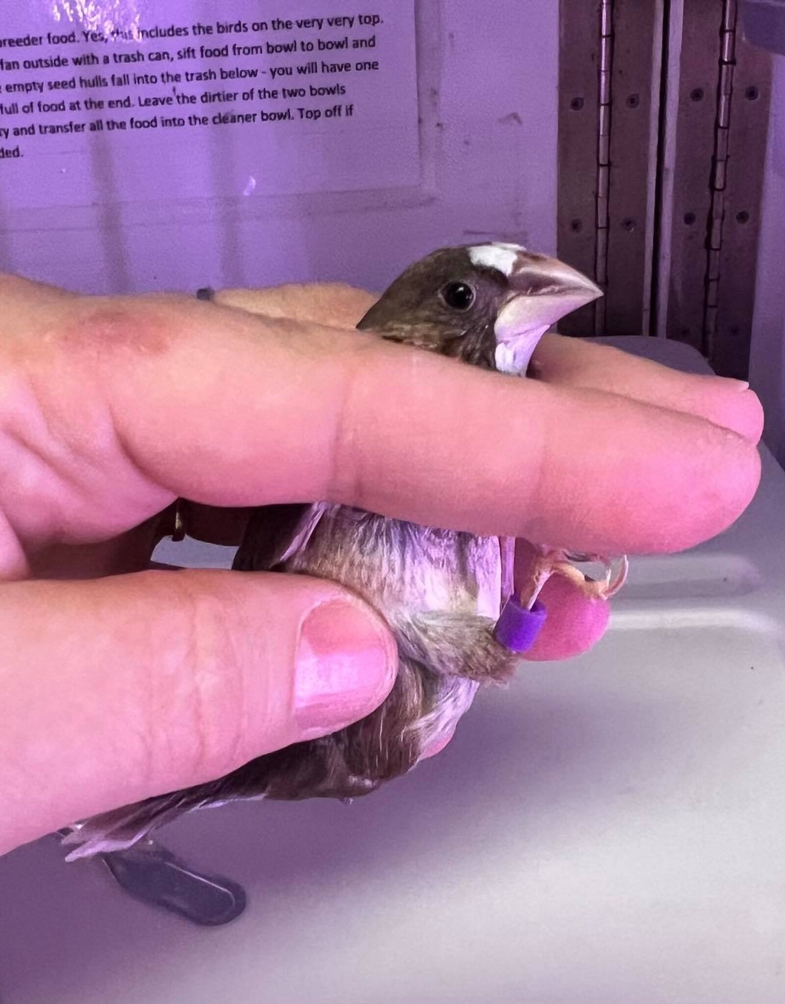 PURPLE BAND RIGHT LEG / HATCH 11-26-24- PIED- FINCH- SOCIETY- 1-26-24	CAGE #25