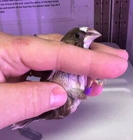 PURPLE BAND RIGHT LEG / HATCH 11-26-24- PIED- FINCH- SOCIETY- 1-26-24	CAGE #25