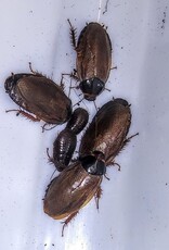 LIVE ROACH SURINAM- 1/4 TO 1/2- INCH- 12 CT