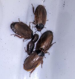 LIVE ROACH SURINAM- 1/4 TO 1/2- INCH- 12 CT