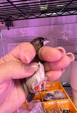 ORANGE-RED BAND/ RIGHT LEG - PIED- FINCH- SOCIETY- 1-26-24- CAGE #25