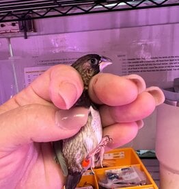 ORANGE-RED BAND/ RIGHT LEG - PIED- FINCH- SOCIETY- 1-26-24- CAGE #25