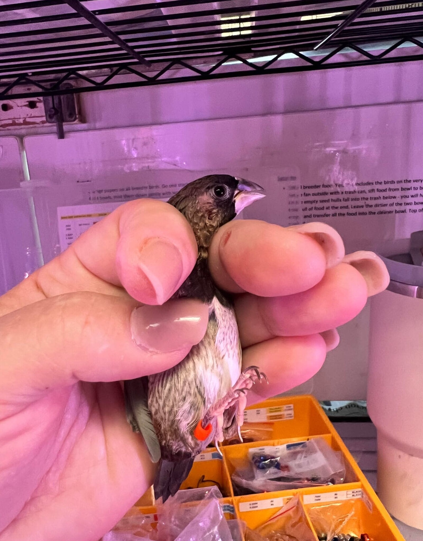 ORANGE-RED BAND/ RIGHT LEG - PIED- FINCH- SOCIETY- 1-26-24- CAGE #25