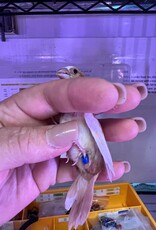 BLUE BAND/ LEFT LEG-  PIED- FINCH- SOCIETY- 1-20-25- CAGE #26