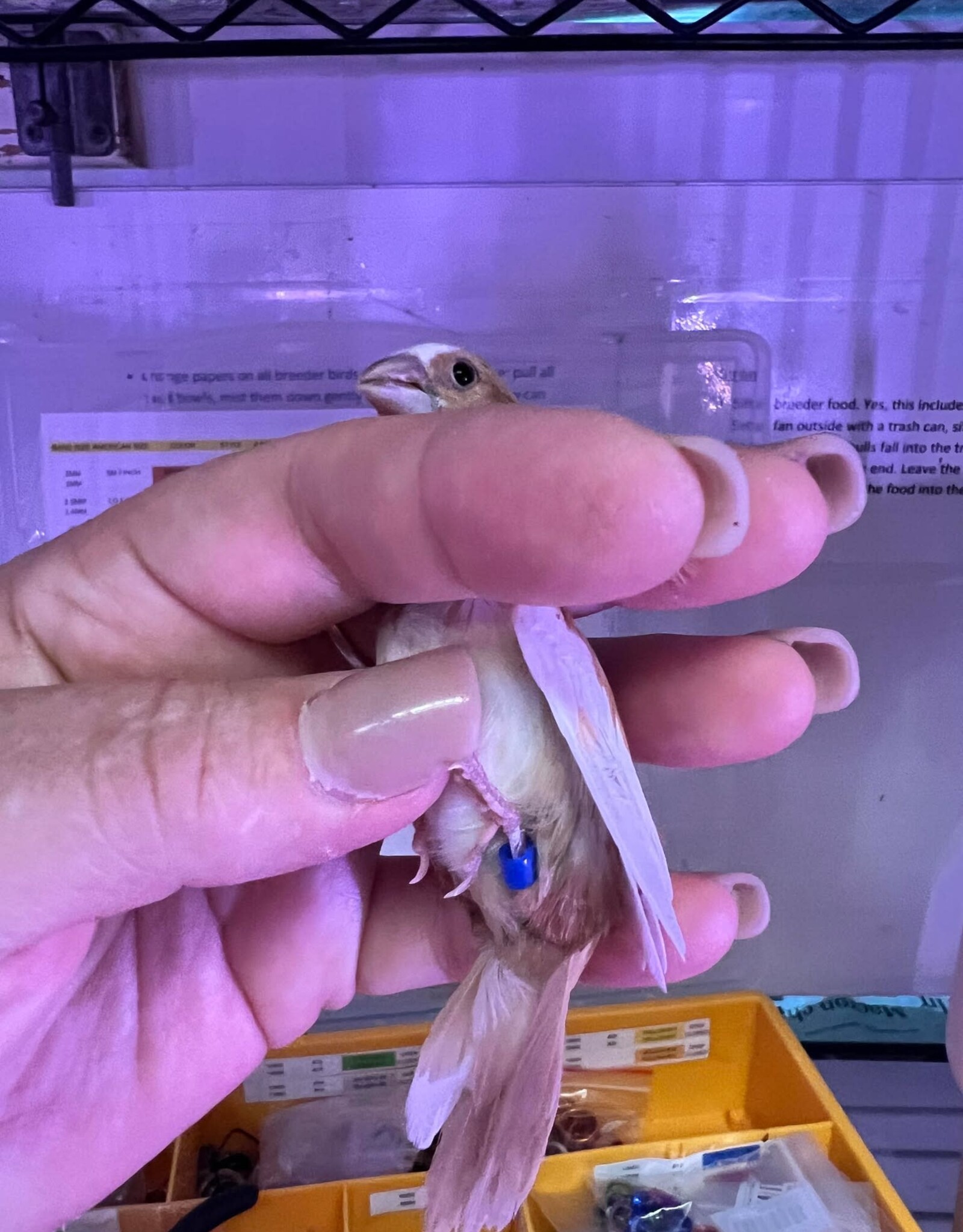 BLUE BAND/ LEFT LEG-  PIED- FINCH- SOCIETY- 1-20-25- CAGE #26