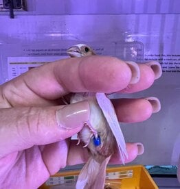 BLUE BAND/ LEFT LEG-  PIED- FINCH- SOCIETY- 1-20-25- CAGE #26