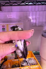 PURPLE BAND/ LEFT LEG-  PIED-CRESTED-  FINCH- SOCIETY- 1-20-25- CAGE #26