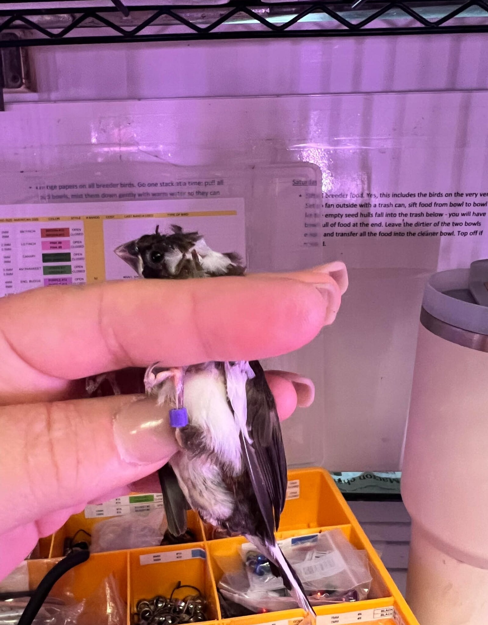 PURPLE BAND/ LEFT LEG-  PIED-CRESTED-  FINCH- SOCIETY- 1-20-25- CAGE #26