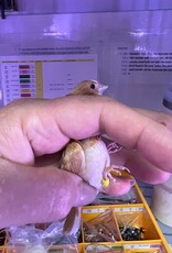 YELLOW BAND/ RIGHT LEG-  TAN- PIED-  FINCH- SOCIETY- 1-20-25- CAGE #26