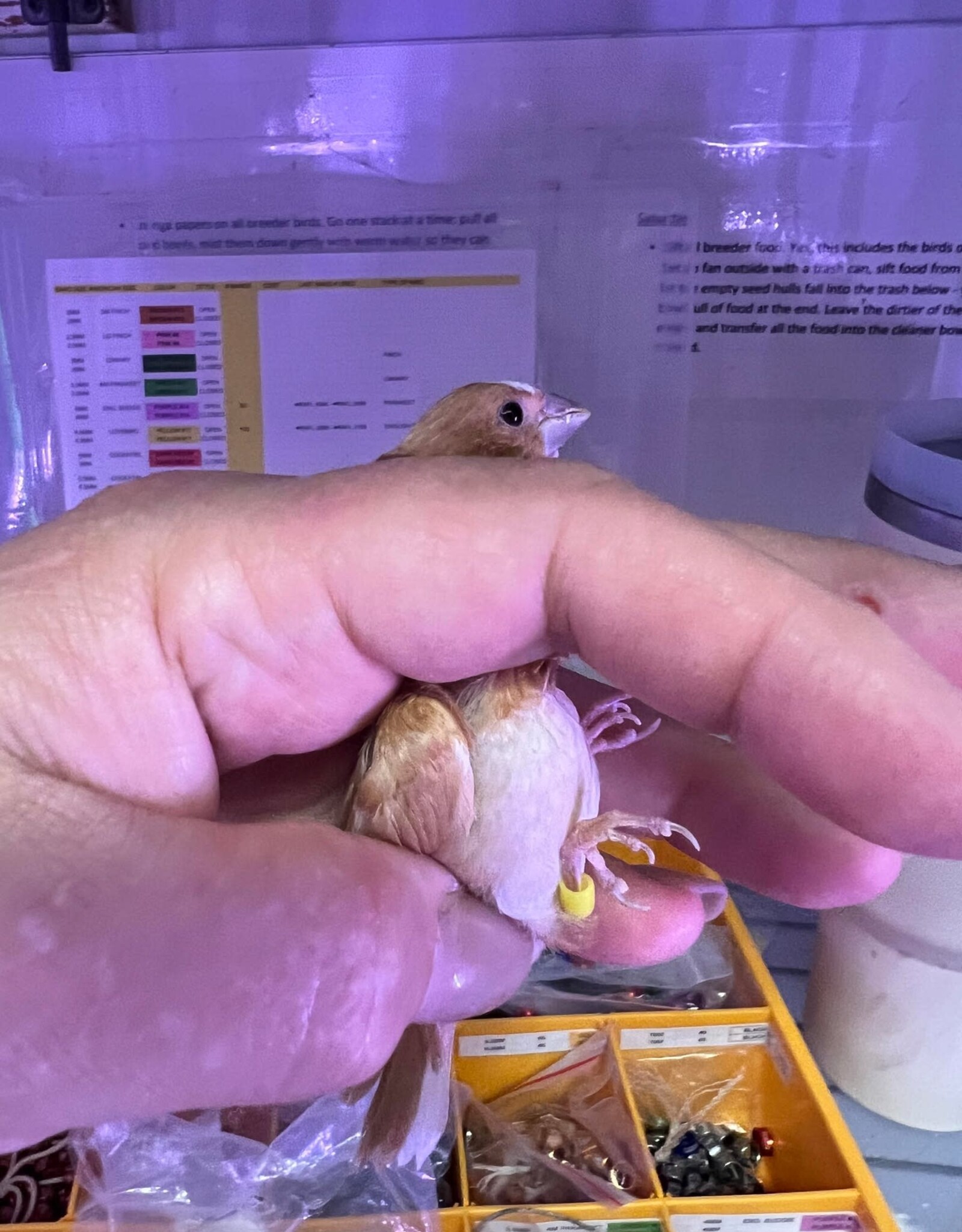 YELLOW BAND/ RIGHT LEG-  TAN- PIED-  FINCH- SOCIETY- 1-20-25- CAGE #26