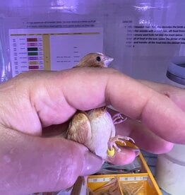 YELLOW BAND/ RIGHT LEG-  TAN- PIED-  FINCH- SOCIETY- 1-20-25- CAGE #26